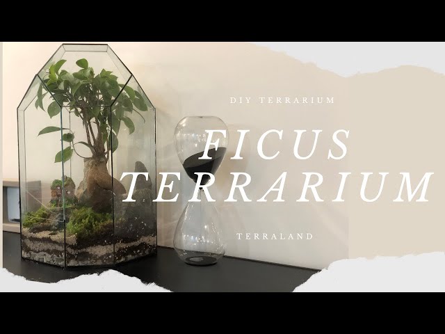 Kit Terrarium DIY • Dôme XL Ficus Ginseng bonsaï • ↑ 28 cm