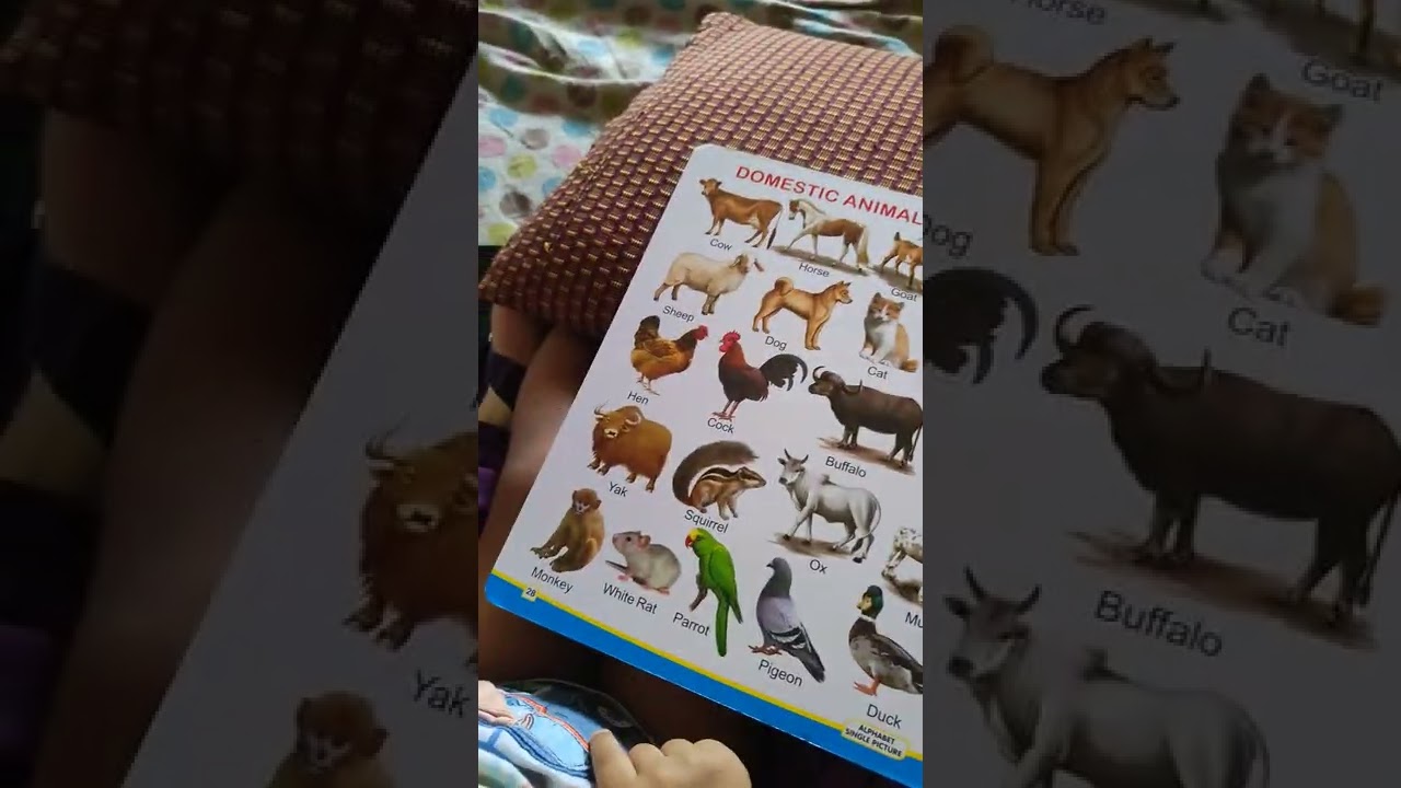 2 years Baby identified some animal names🥰 