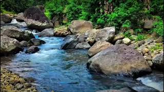 Calming River And Forest Sounds For Deep Sleep And Meditation