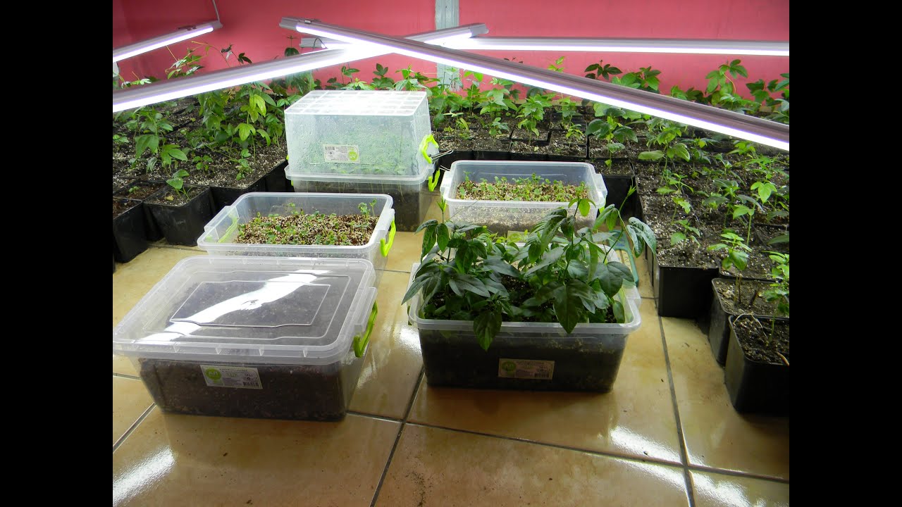 Как я выращиваю "Маракую Северную" из семян - YouTube