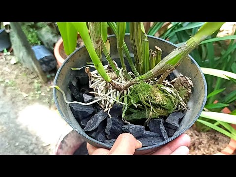 Video: Maklumat Mengenai Orkid Cattleya - Cara Menanam Orkid Cattleya
