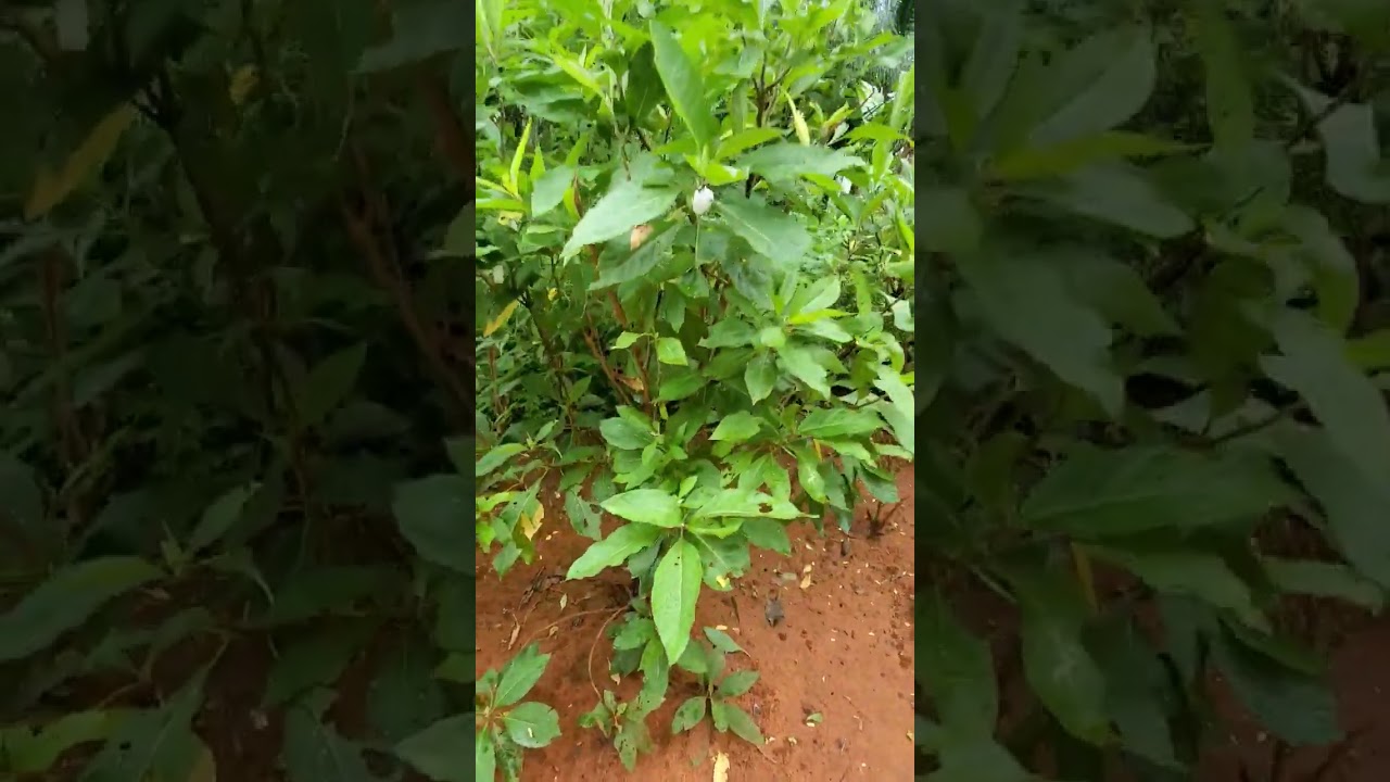 The Fresh Bitter leaf Tree in Igbo Land.