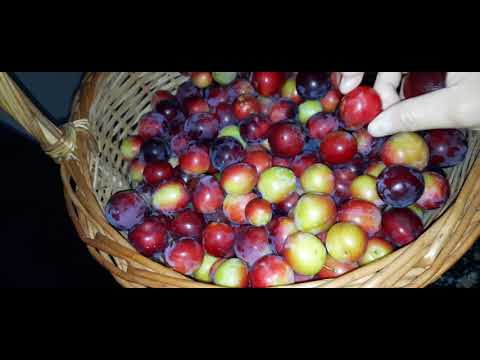 Video: Goose Nrog Prunes Thiab Txiv Apples