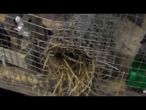 Video: Avl Og Fôring Av Kaniner
