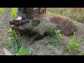 Polowanie na dziki  strza do dzika w dzie  wild boar hunting