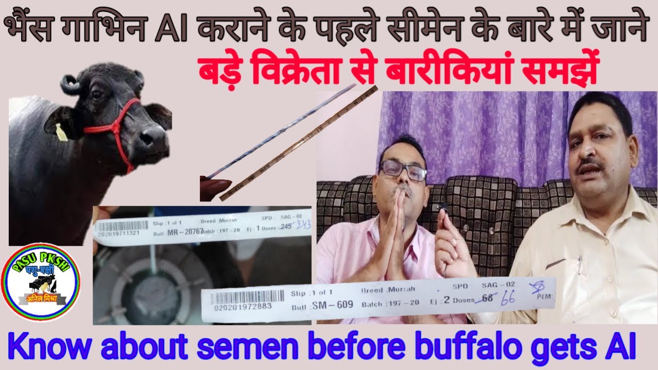 About semen for cow buffalo | sexed semen | best semen #LN2