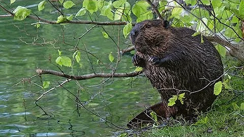 Water's Way: Thinking Like a Watershed (2021)