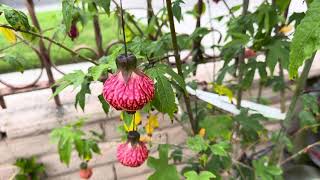 How I Rooted My CHINESE LANTERN Plant