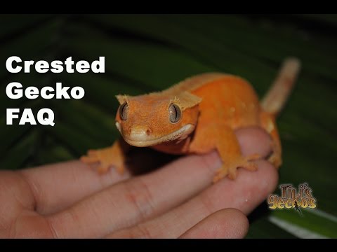 geckos food Crested Gecko FAQ