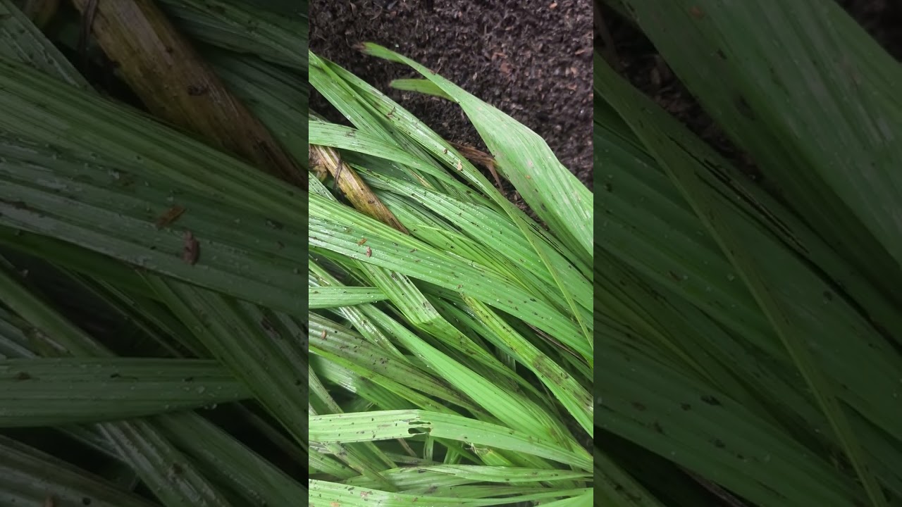 Update Pertumbuhan Tanaman Bawang Dayak 