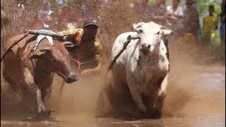 JAWI PACU, DAHSYAT DLM SLOW MOTION