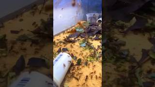Ants Demolish Maple Leaves | Leaf Cutter Ants (Atta Mexicana)