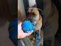 She has way too many toys… and I still got it wrong 😅🐾