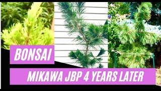 Bonsai - Mikawa Japanese Black Pine - 4 Years Later