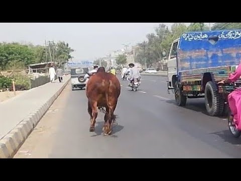 Cow Qurbani  Funny Compilation of Cow Running in Karachi 