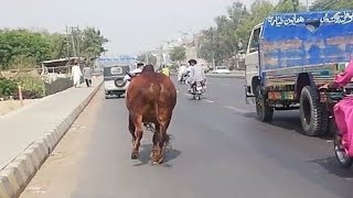 Cow Qurbani | Funny Compilation of Cow Running in Karachi Road | Eid Ul Adha 2023