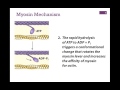 032-Myosin Structure & Function