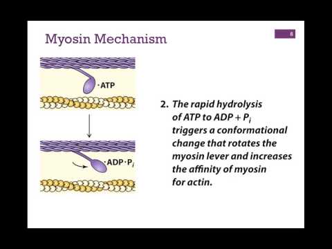 032-Myosin Structure & Function