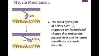 032-Myosin Structure & Function