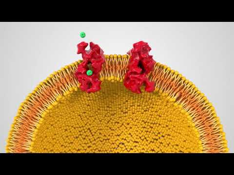 The protonic charge transfer (PCT) model of electron transport-driven phosphorylation