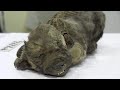 A dog Found Frozen In Ice Thousands Of Years Ago In Siberia. A Scientific Sensation.