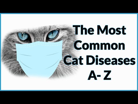 The Most Common Cat Diseases A - Z [Must Watch for Cat Owners] I Onestop-Petshop