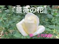 三代純歌 『薔薇の花』j-pop 歌謡曲 ジャズ風ソング
