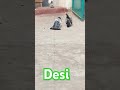 my home brid #pigeon #attitude #love #shorts #shortvideo