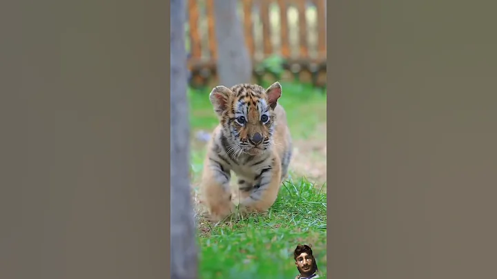 Watch the video about #tiger #bigcat cat funny videos try not to laugh, cat funny shorts, allah #muhammadﷺ #ertugrulghazi