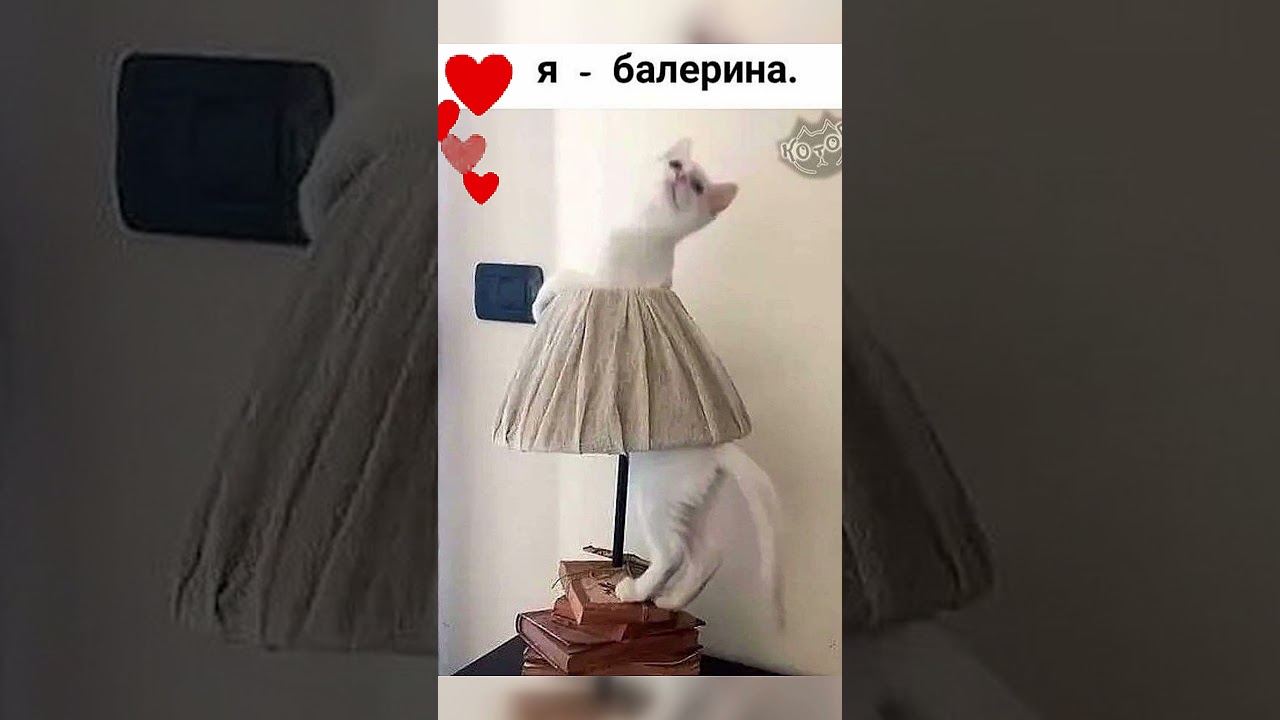 Прикольные коты 2026