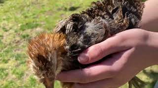 Celebrity Frizzle Easter Egger Profile