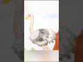 #ostrich #drawing #art #youtube #youtubeshorts #youtuber #colourpencil #bird