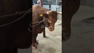 Kontes Sapi Antik Red Bull Koleksi Sumiland Farm 2023