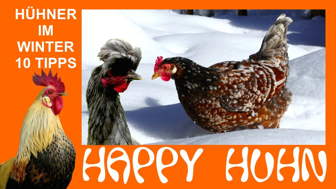 E160 Die 10 bestenTipps für die Hühnerhaltung im Winter - HAPPY HUHN - Heizung Stall Wasser Futter