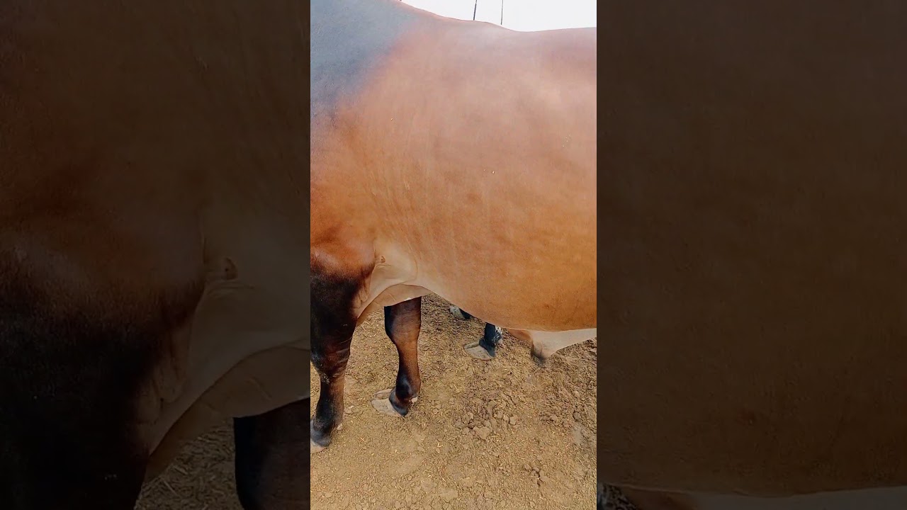 MashAllah ❤️ Naval Mandi