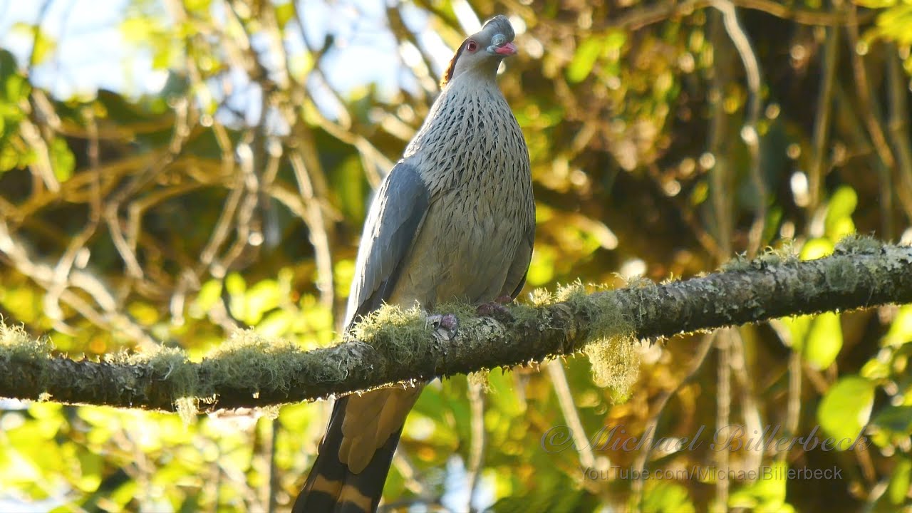 Topknot Pigeon or Flock Pigeon (Lopholaimus antarcticus) / Hauben-Fruchttaube