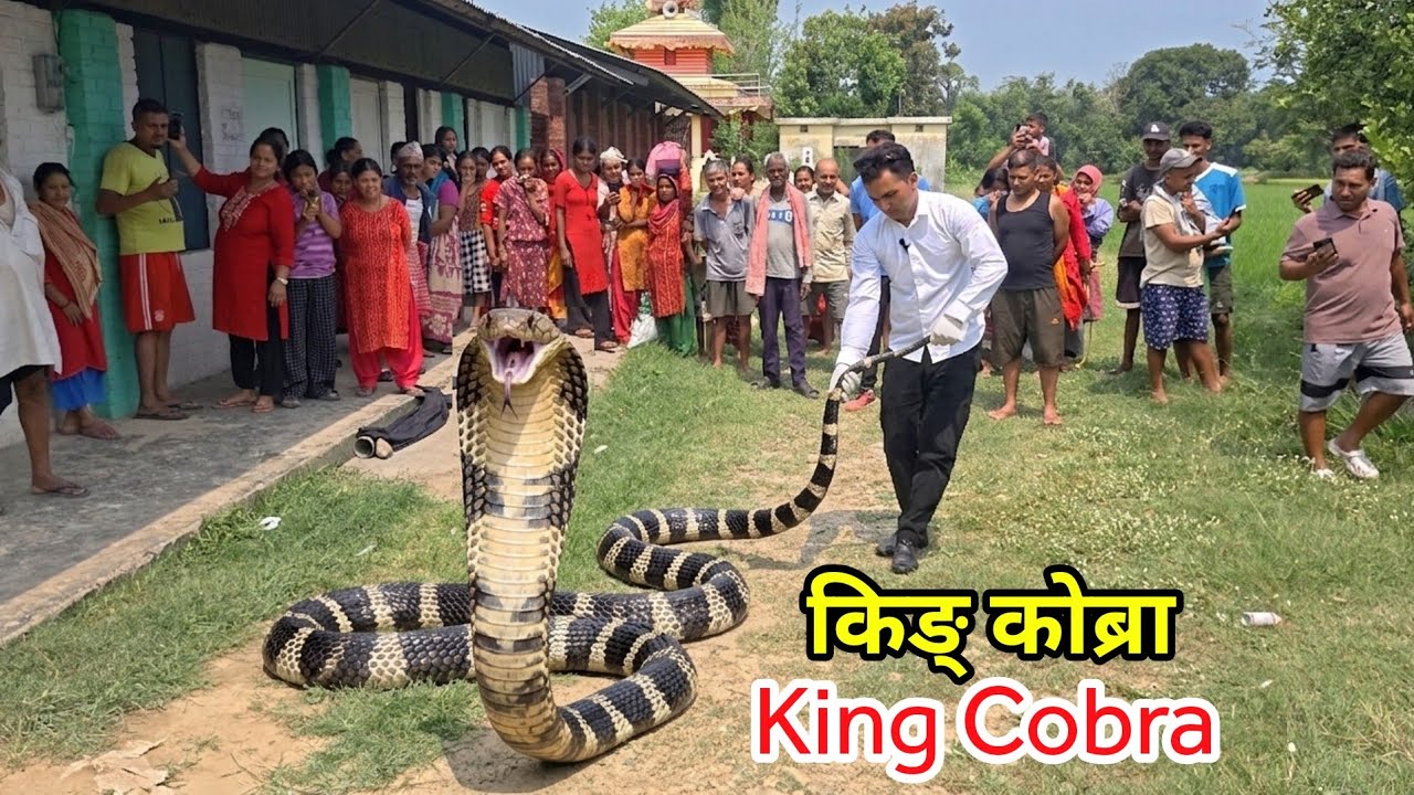 🐍 😱 King Cobra Snake Rescue in Nepal | खतरनाक किङ कोब्रा साँप घाइते अवस्थामा भेटियो ! 