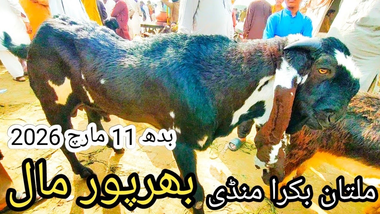 Wednesday Multan mandi , 11/03/2026, بدھ ملتان بکرا منڈی 