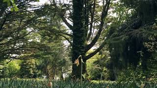 174 hz Solfeggio Frequency | Nature Sounds | Pain Relief