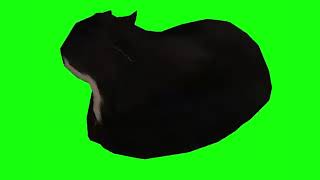 Spinning Cat Dingus The Cat Green Screen / Dönen Kedi Yeşil Perde