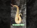 1.0 Lavender Albino #lavender #albino #lavenderalbino #snake #reptiles #breeding #python #pets #male