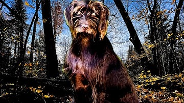 Pudelpointer - Best Family Dog