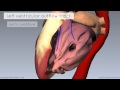 Heart Anatomy - Left Ventricle - 3D Anatomy Tutorial