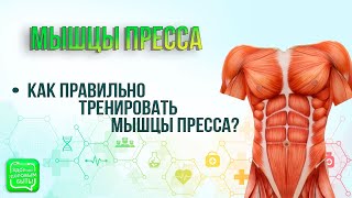 Мышцы пресса | Как правильно тренировать мышцы пресса?