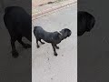 #canecorso #italy #kesfetalbeni #gece