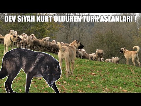 DEV SİYAH KURT BOĞAN TÜRK ASLANLARI !  ( KANGAL, ANADOLU ÇOBAN KÖPEĞİ, MALAKLI, AKBAŞ ÇOBAN KÖPEĞİ )