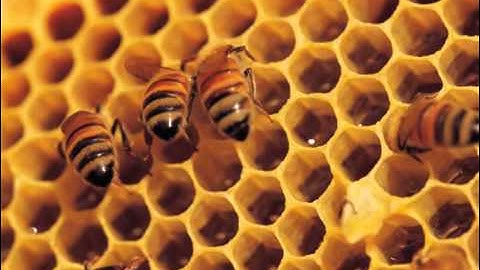 16 An Nahl Ahmed Al Ajmi أحمد بن علي العجمي سورة النحل YouTube