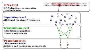 From Phenotypic Level to DNA Level