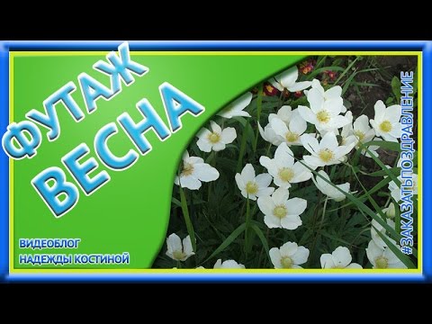Футаж Весна Ветреница