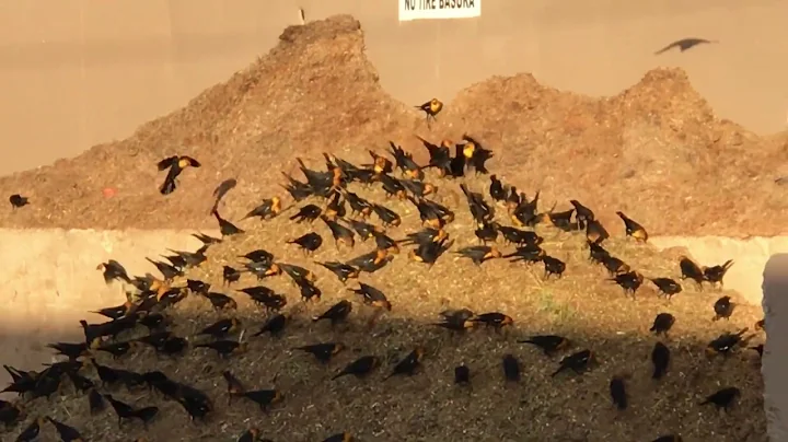 Yellow headed Blackbirds outside El Paso TX by Bar...